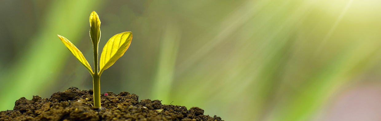 Working with Suicide Loss Survivors